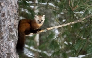 Pine Marten on a pine tree branch.