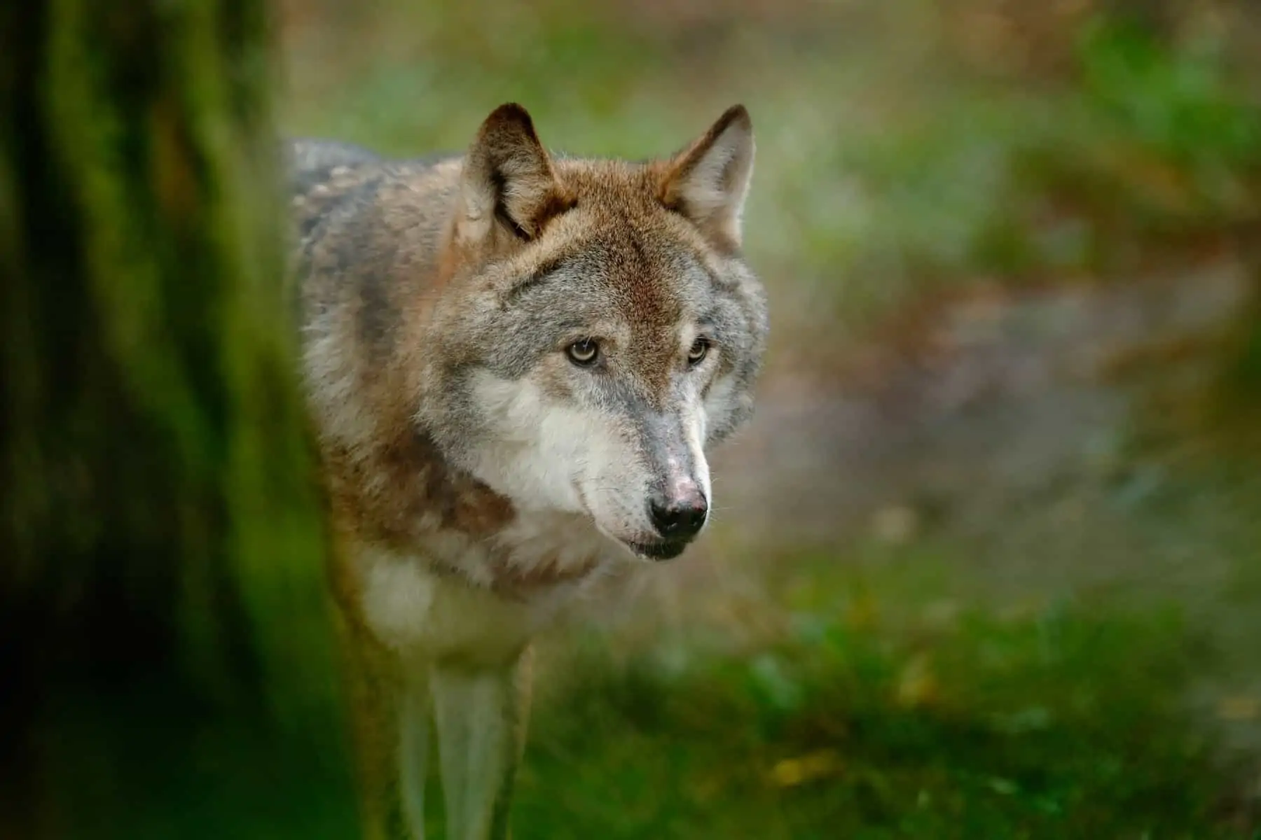 Grey wolf