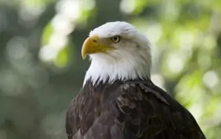Close up of bald eagle.