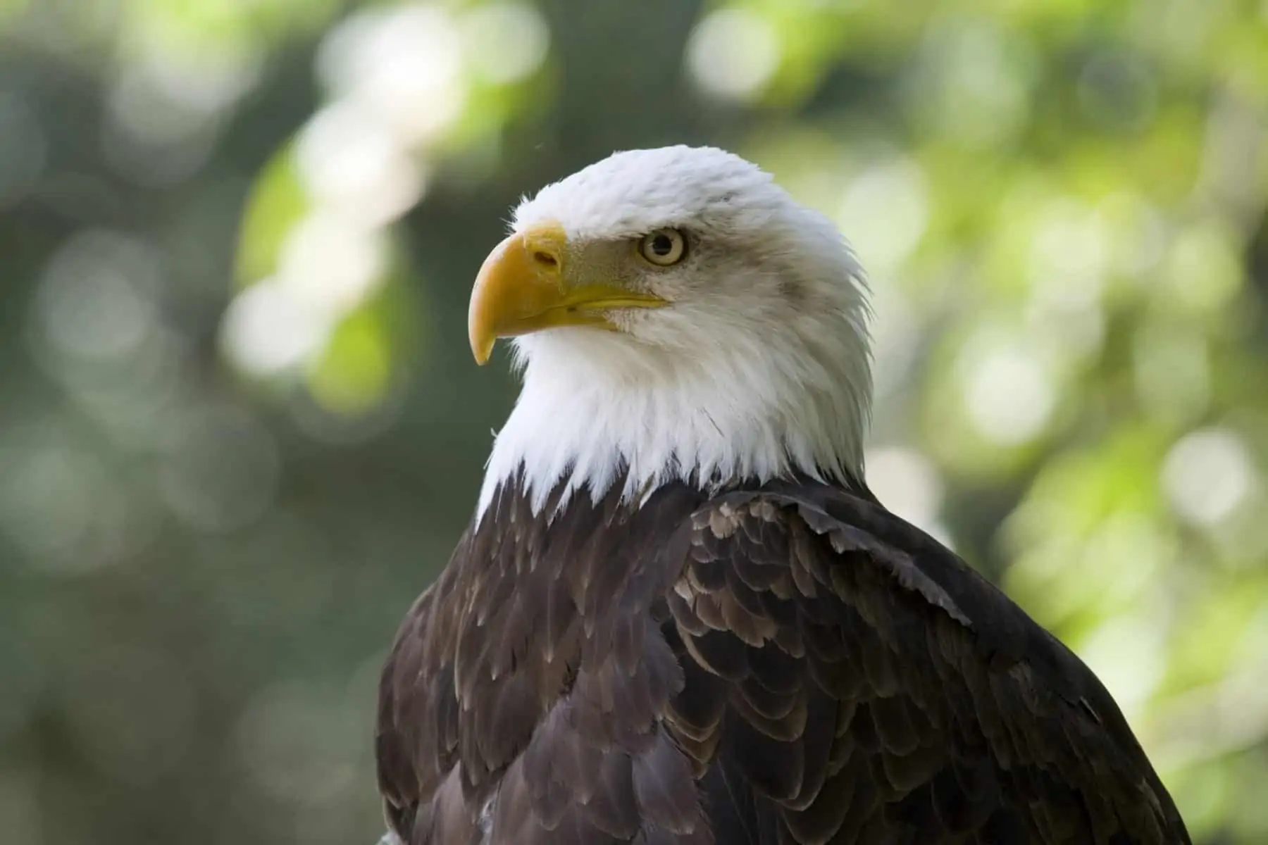 Close up of bald eagle.