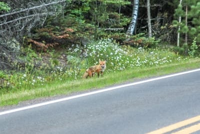 red fox