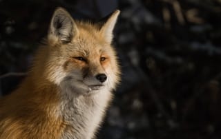 Red Fox close up.