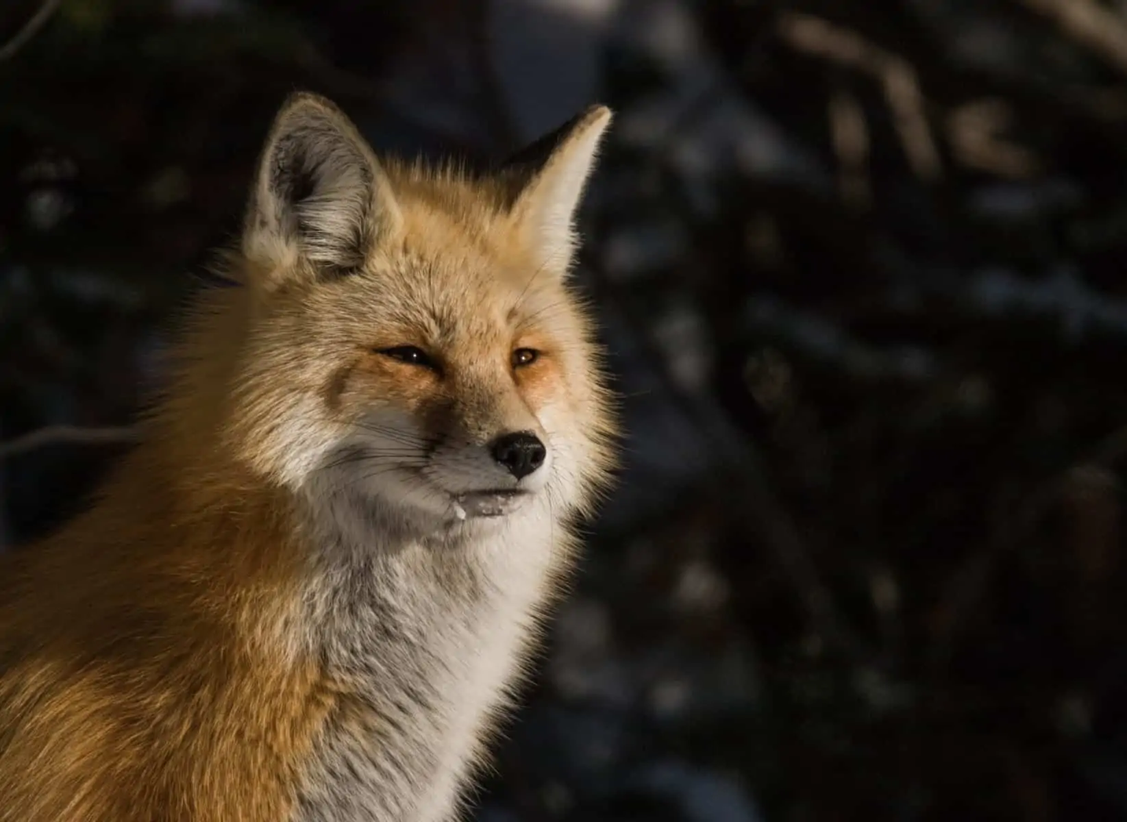 Red Fox close up.