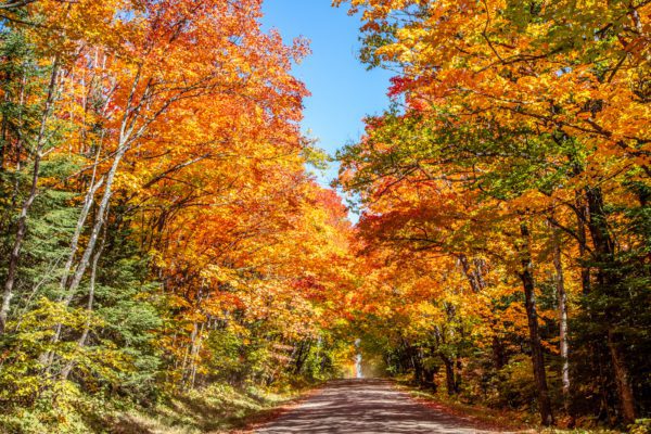 Canopy of Fall Colors