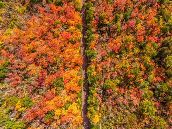 Fall Colors on Temperance Road