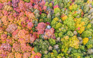 Fall Leaves 2019
