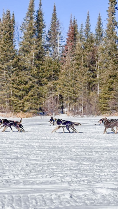 2025 John Beargrease Sled Dog Marathon dogs compete in the Northern Minnesota race.
