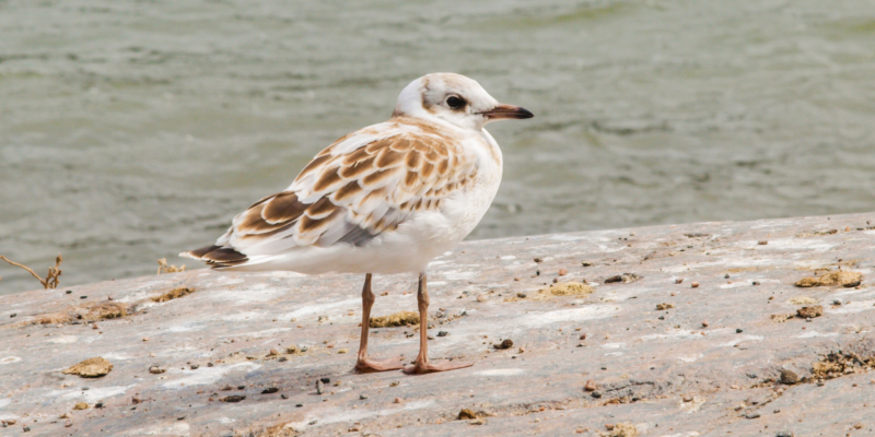 Young Seagull